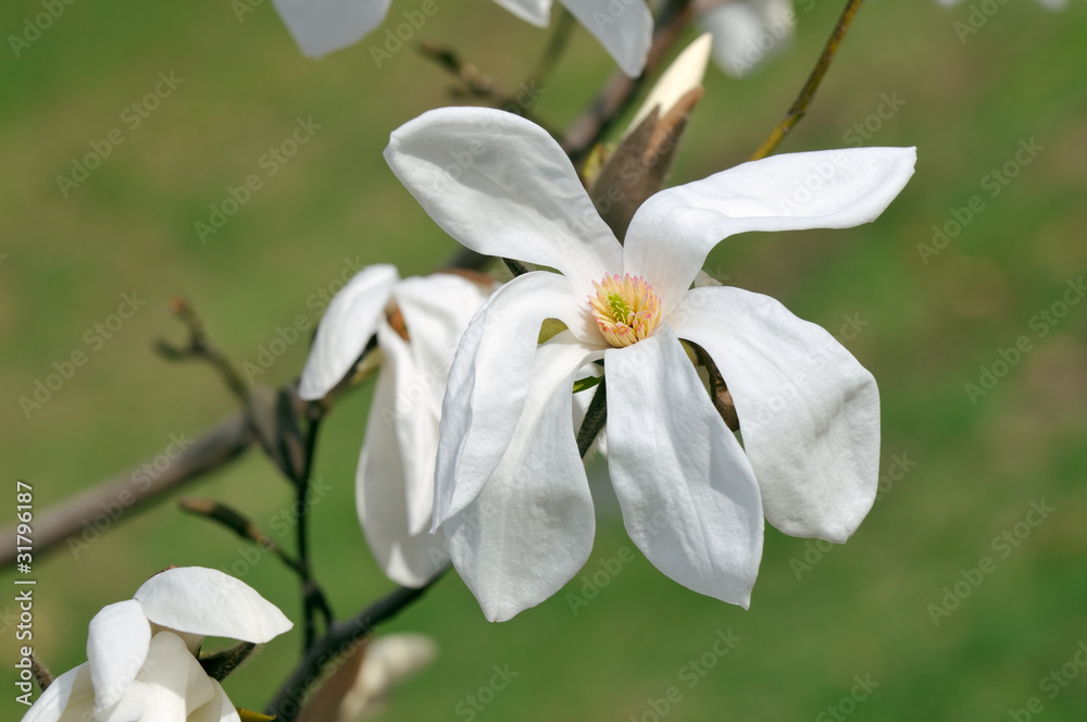 White Magnolia Flower, Wada's Memory White Magnolia Flower, Wada's Memory