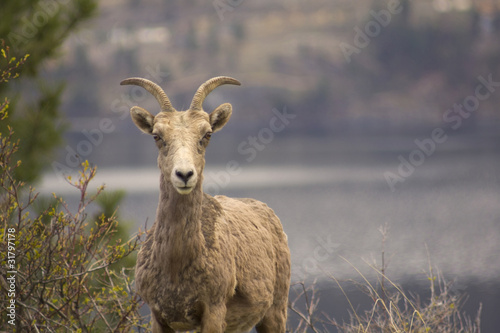 Landscape photo of Bighorn Sheep in Kelowna