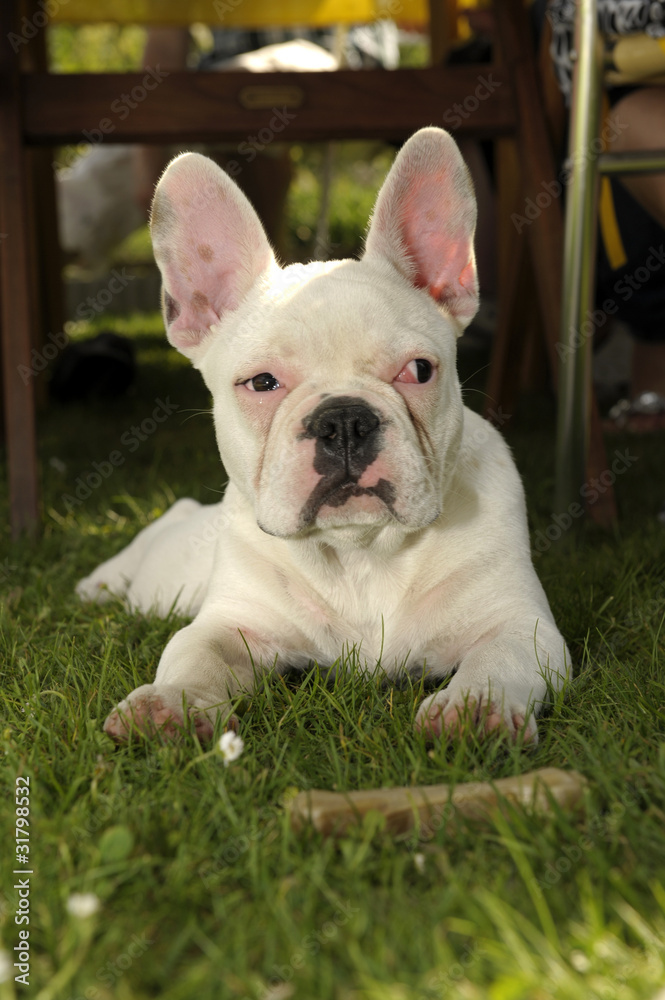 französische bulldogge