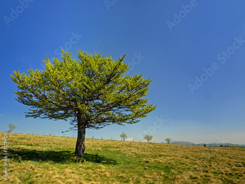 ARBRE SOLITAIRE