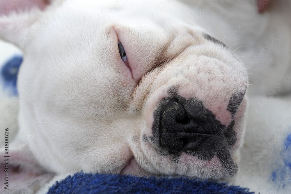 französische bulldogge