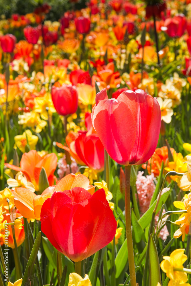Mix of colorful tulips and daffodils in spring Mix of colorful tulips and daffodils in spring