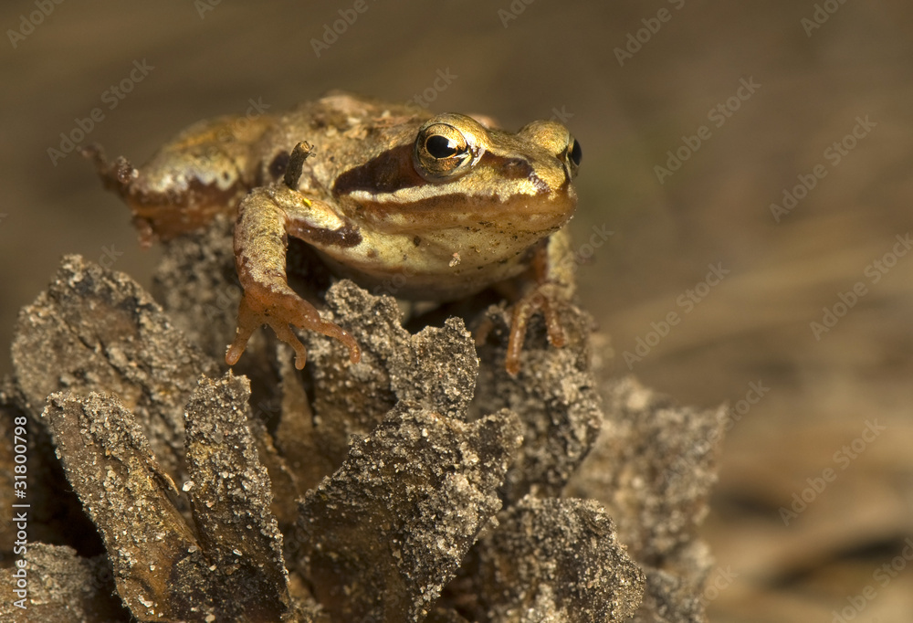 Rana temporaria Rana temporaria