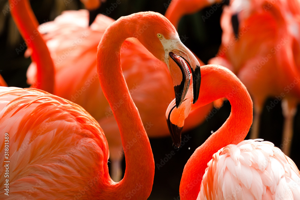 Obraz premium Kubaflamingo