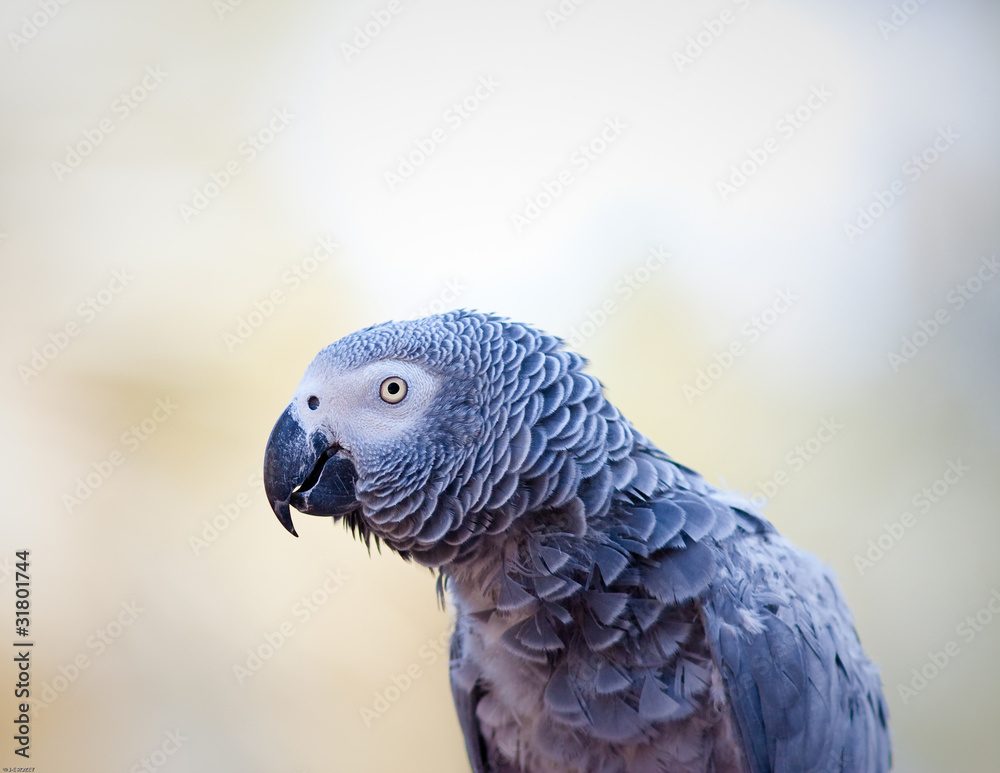 Obraz premium African Grey Parrot