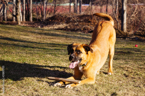 Playful Dog Ready to Pounce.