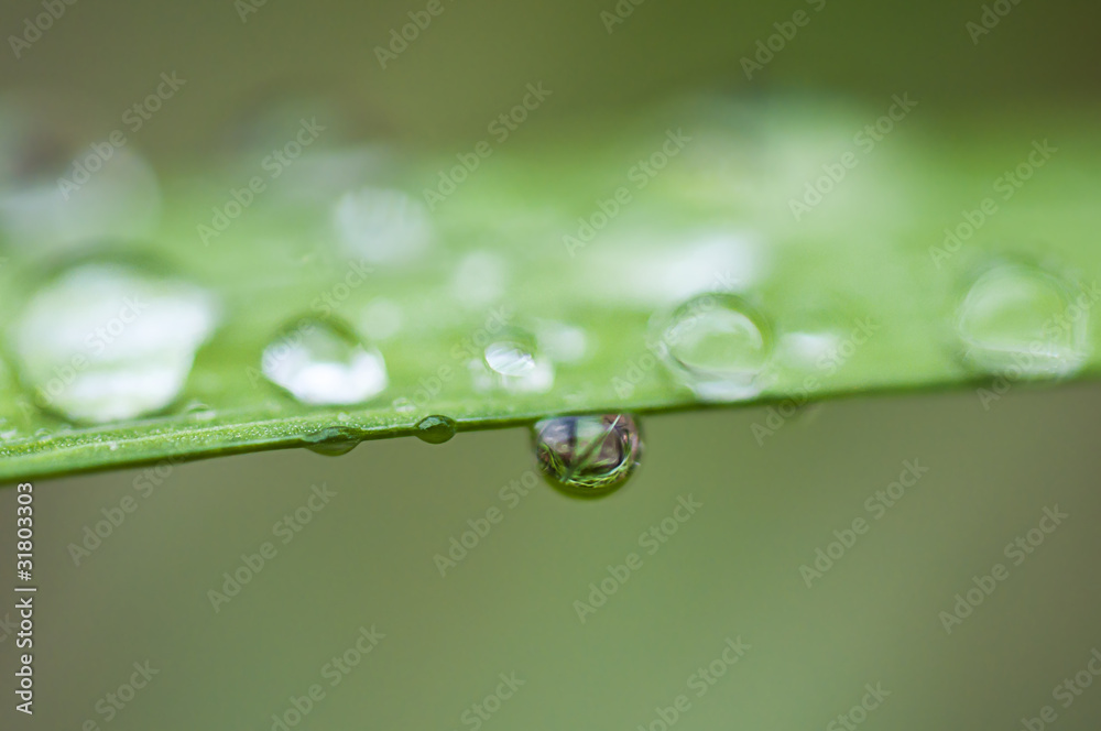 drops on the leaf drops on the leaf