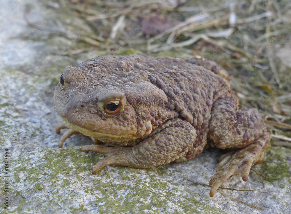 Fototapeta premium toad - frog