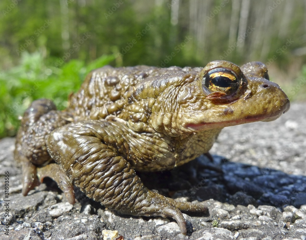 Fototapeta premium european toad