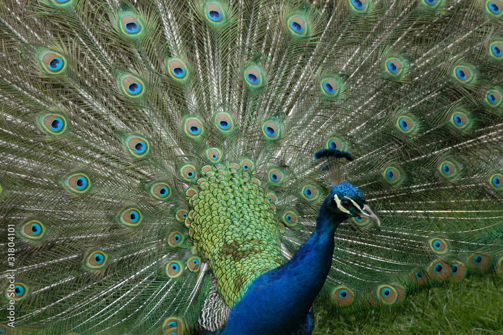 Naklejka premium Pfau