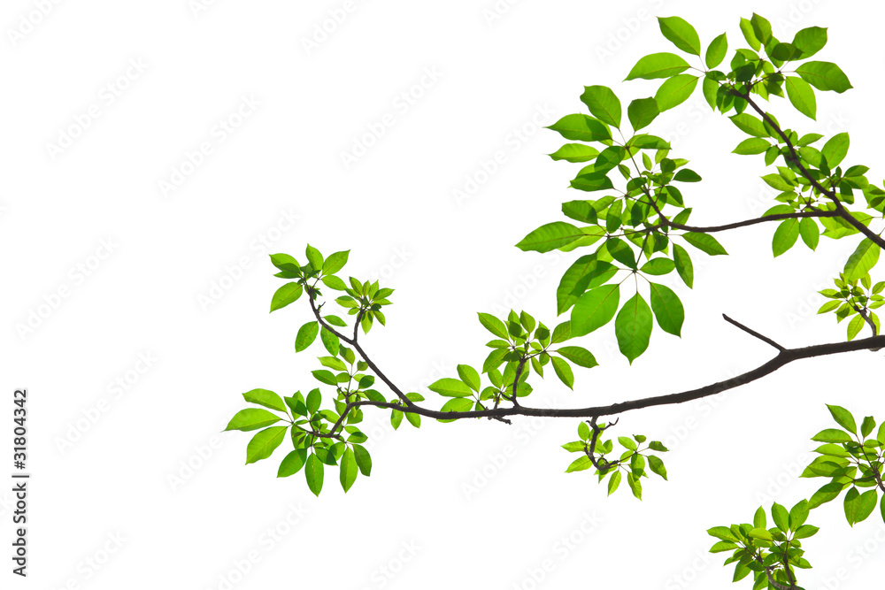 Green leave on white background Green leave on white background