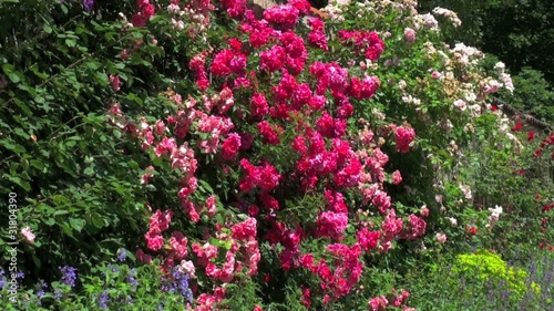 Rosiers grimpants sur un mur photo