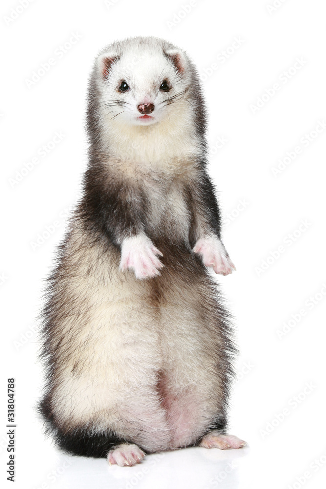 Polecat stands on a white background Polecat stands on a white background