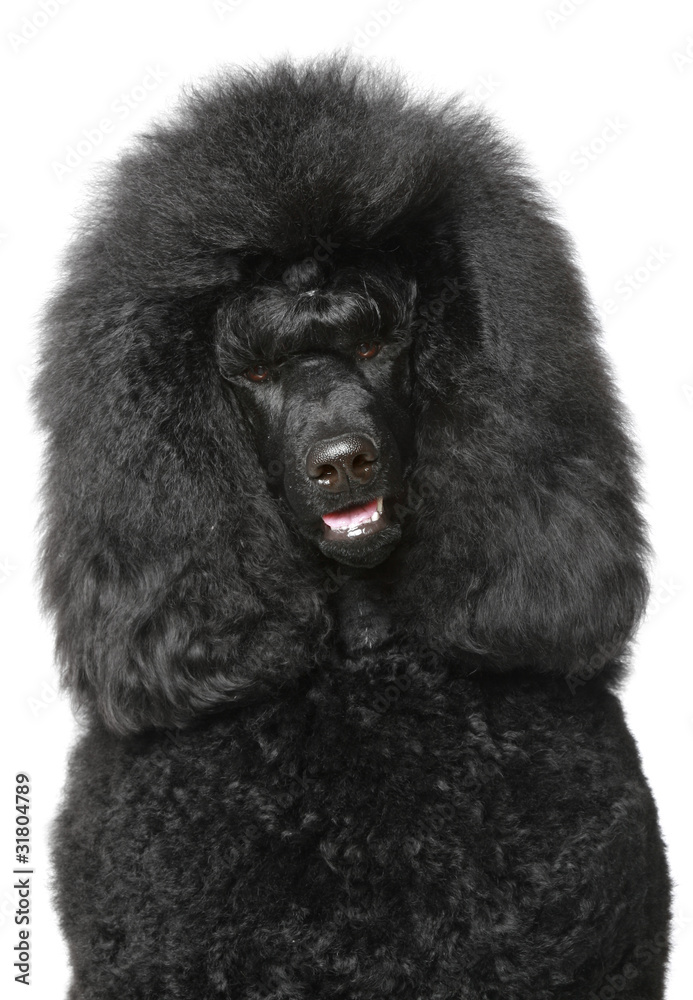 Black Royal poodle portrait