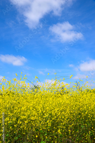 Fields of Mustard