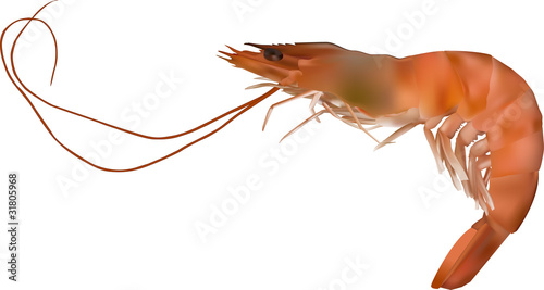 crevette