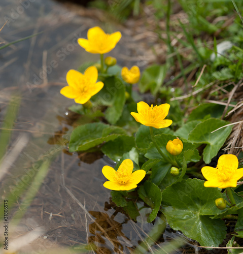 Yellow ranunculus flowers close-up by fresh spring water