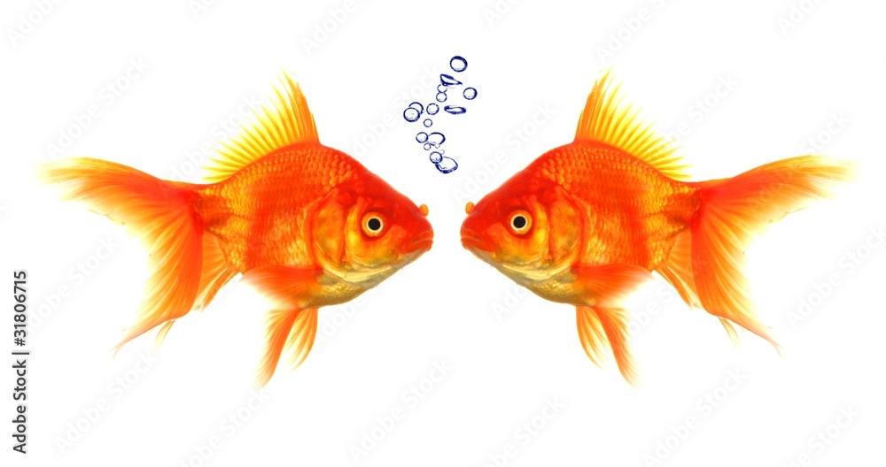 goldfish goldfish