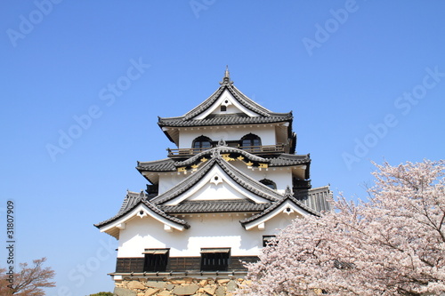 彦根城と桜