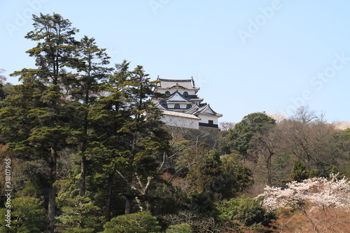 彦根城と桜