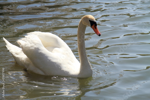A Swan on Water