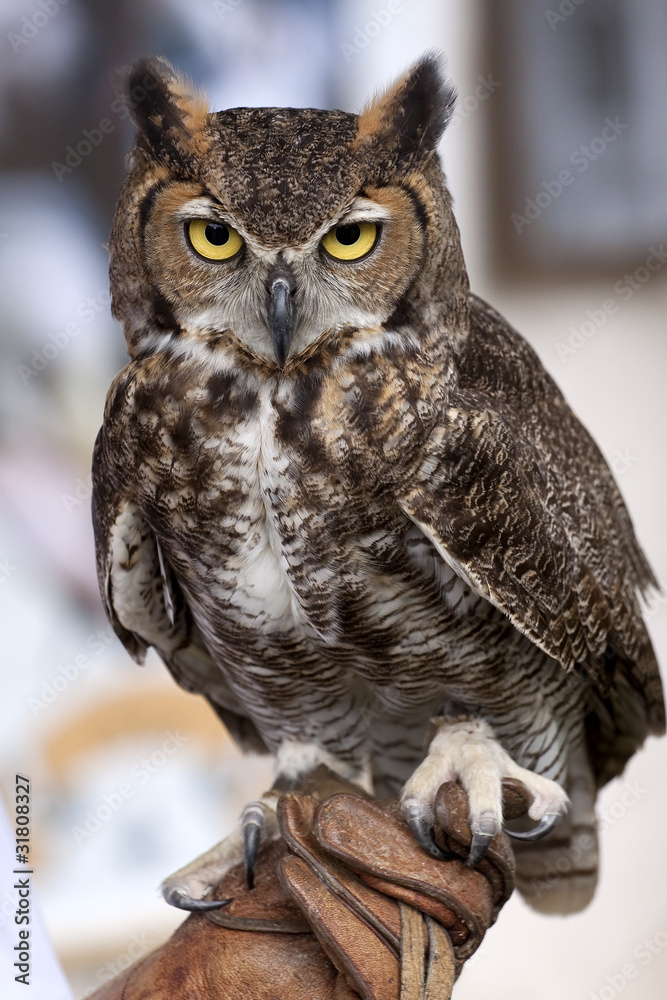 Fototapeta premium Piercing Glare