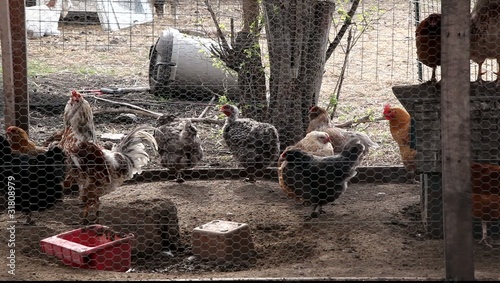 chickens