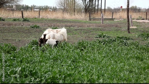 Mother horse with babies