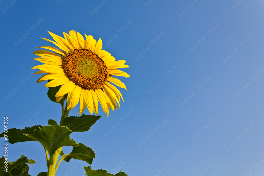 Fototapeta premium Blooming sunflower in the blue sky background