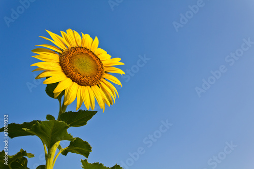 Blooming sunflower in the blue sky background