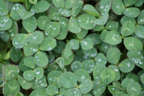 Clovers