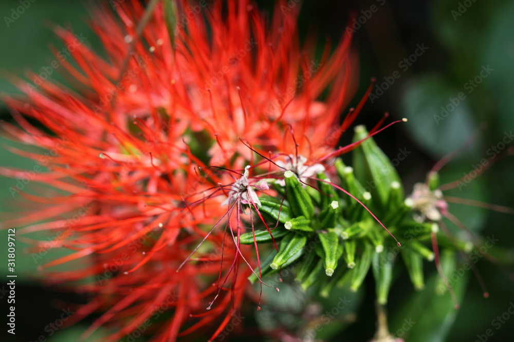 inflorescence du petit badamier, Combretum constrictum inflorescence du petit badamier, Combretum constrictum
