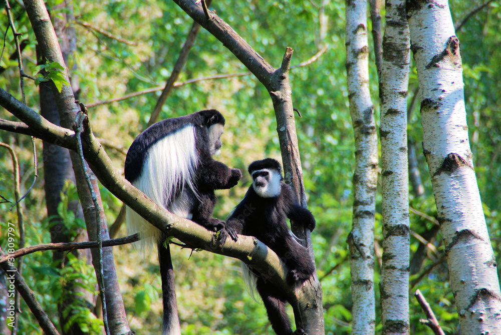 Obraz premium colobes guereza