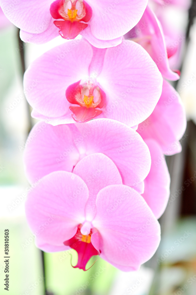 Obraz premium Orchidee