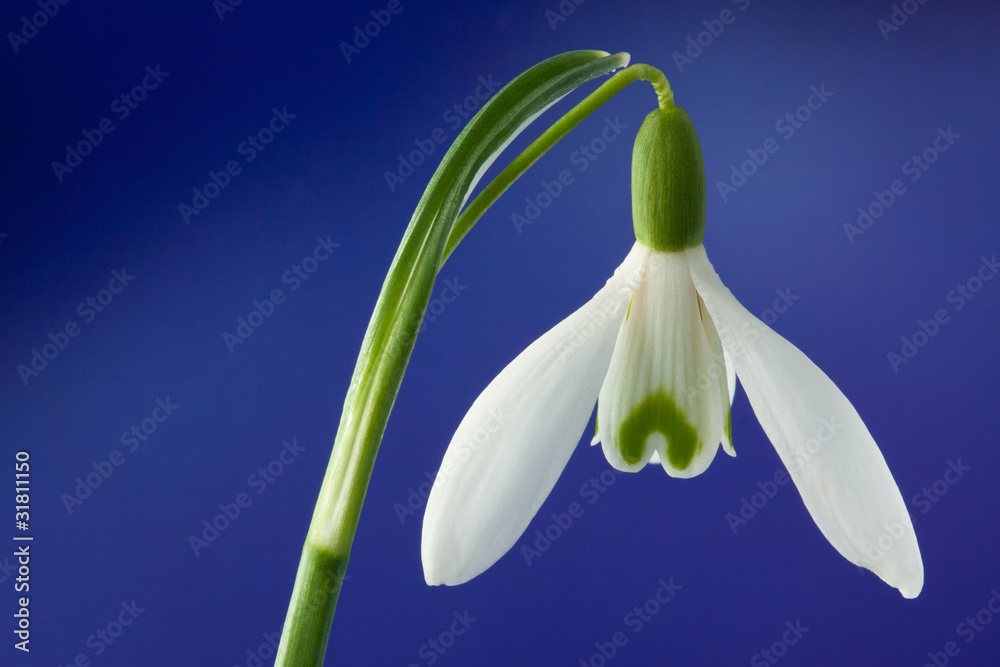 Snowdrop Snowdrop