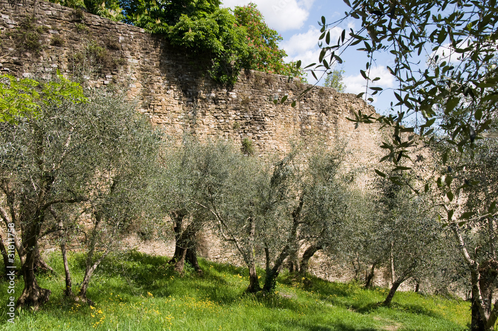 Fototapeta premium Olivenbäume in Florenz