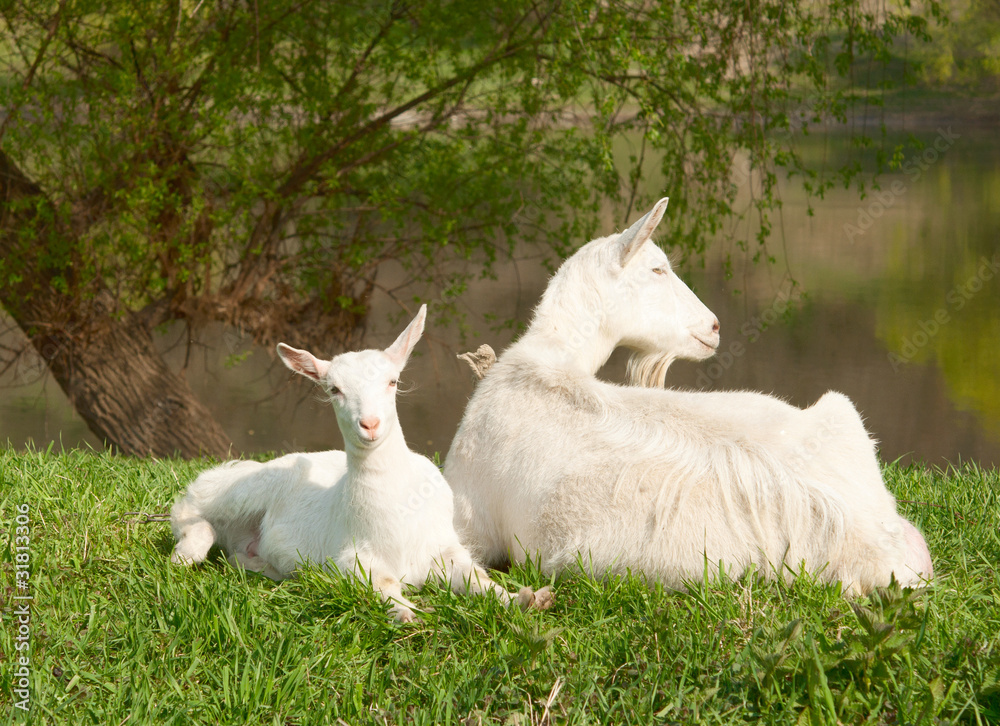 Fototapeta premium Goats