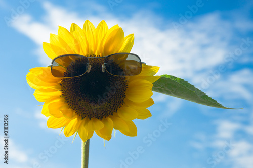 Fototapeta Naklejka Na Ścianę i Meble -  Cool sunflower