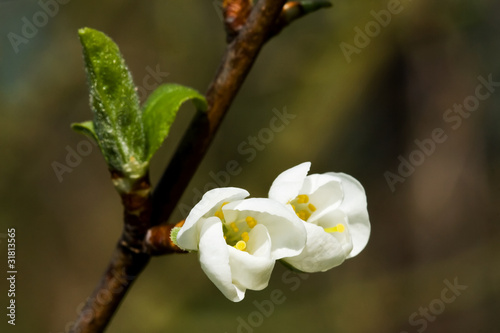 White spring flowers in detail - spring motive