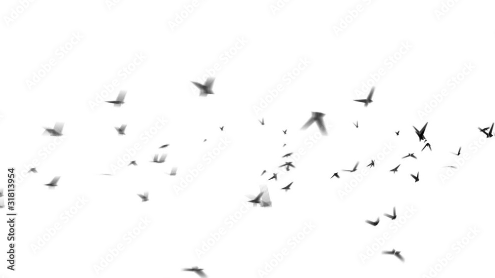 bird fly