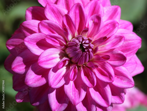 fleur de dahlia