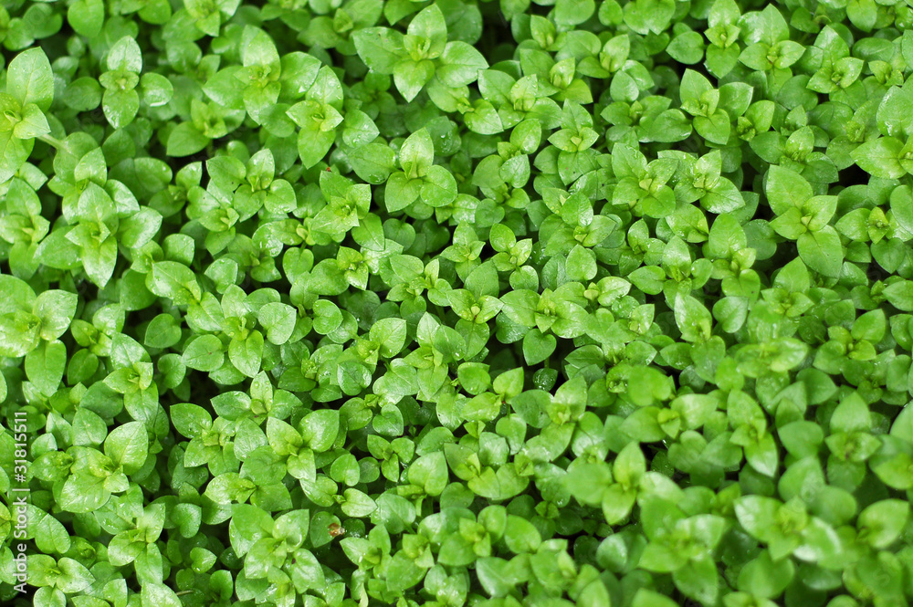 green fresh plant with dew