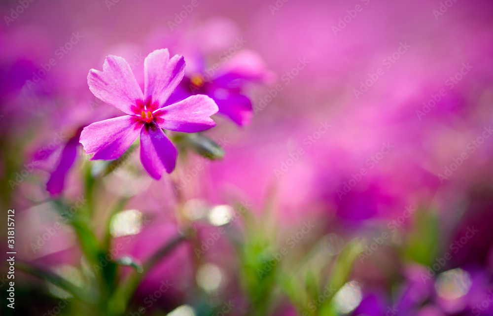 Fototapeta premium purpur!