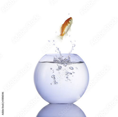 Fisch im Wasserglas