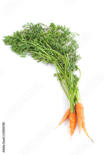 fresh Carrot