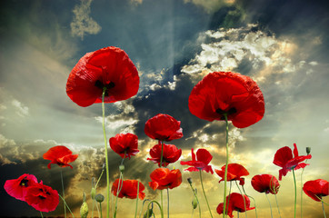 Leinwandbilder Klatschmohn: Faszinierende Mohnblumen Kunst fr Ihr Zuhause