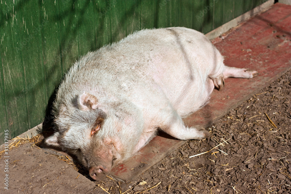 liegendes Schwein liegendes Schwein