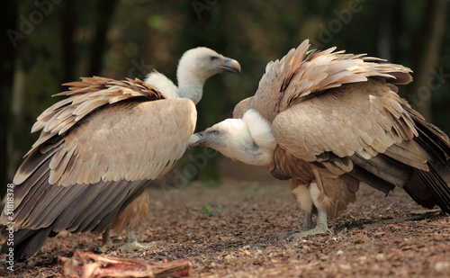 couple de vautour fauve