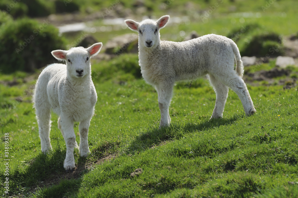 Fototapeta premium Lamb