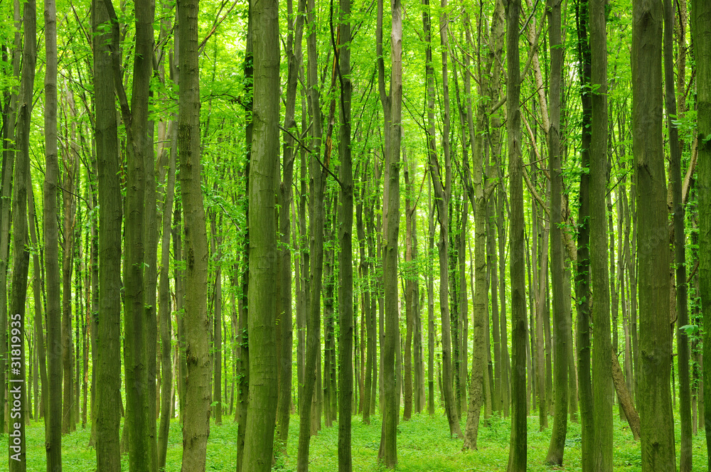 Trees Trees